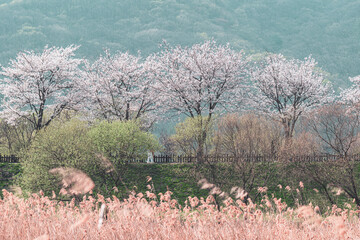 한국의 벚꽃이 보이는 풍경 