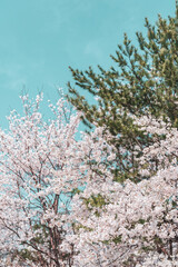 한국의 벚꽃이 보이는 풍경 