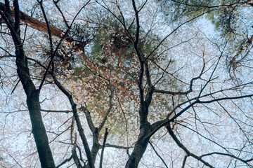 한국의 벚꽃이 보이는 풍경 