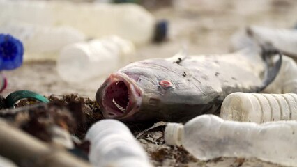 dead ocean fish on plastic littered beach, marine pollution, conservation