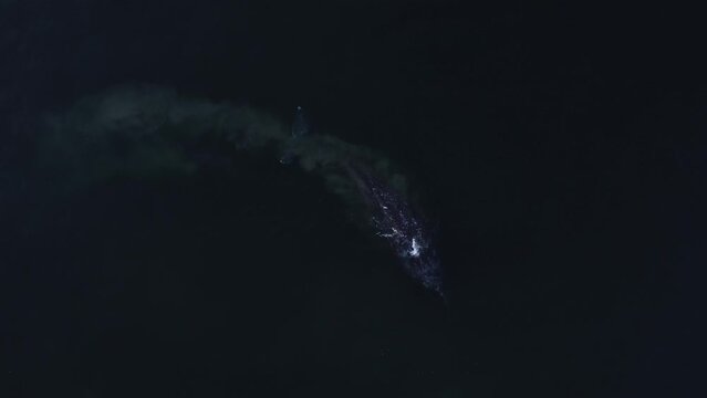 Huge Gray Whale swimming, feeding in muddy shallows of Pacific Ocean, slow motion.