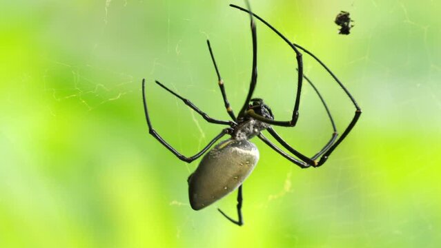 large nephila pilipes in Indonesia, southeast asia, on its web