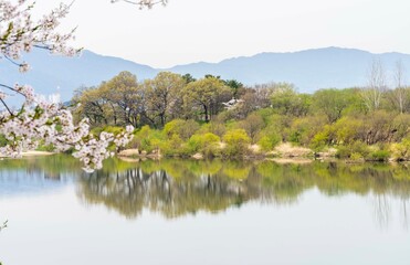 벚꽃이 하얗게 핀 하동 섬진강 주변의 봄 풍경 - obrazy, fototapety, plakaty
