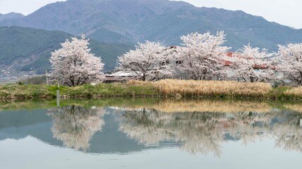 벚꽃이 하얗게 핀 하동 섬진강 주변의 봄 풍경 - obrazy, fototapety, plakaty