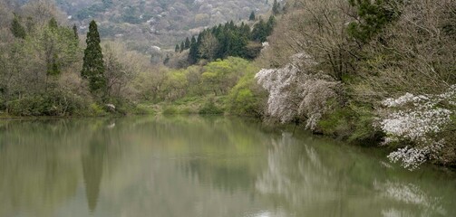 하얀 산벚꽃이 핀 화순 세량지의 봄