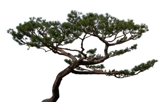 소나무 png 파일(소나무 누끼 사진)