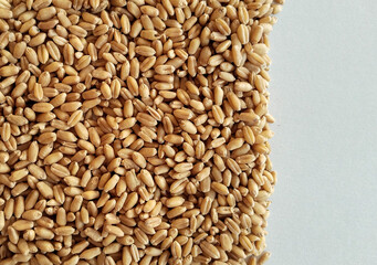 Wheat pile heap, isolated on white background, Golden yellow grain texture pile