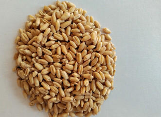 Wheat pile heap, isolated on white background, Golden yellow grain texture pile