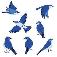 vector drawing mountain bluebirds, hand drawn Sialia currucoides, isolated nature design elements - 781750298
