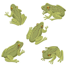 vector drawing set of grass frog isolated at white background, hand drawn illustration - 781750812