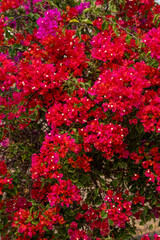 Bright red and pink bougainvillea flowers on tree, beautiful red and pink tropical flowers in...