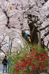 벚꽃이 하얗게 핀 하동 섬진강 주변의 봄 풍경