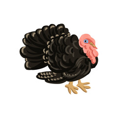 vector drawing turkey bird isolated at white background, hand drawn illustration - 781751493
