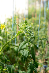 Green tomatoes in home garden greenhouse. Concept of locally grown organic vegetables food produce. Countryside
