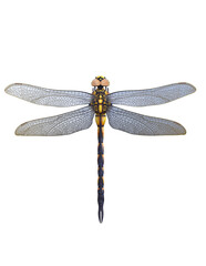metal dragonfly 3d rendering illustration