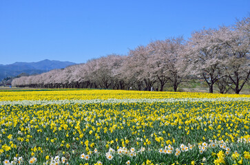 Daffodil field and cherry blossom trees in Gunma Prefecture, Japan 