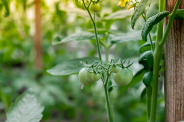 Glass Hothouse with green bush of raw grown tomatoes farming. Cherry tomatoes ripening on hanging stalk in greenhouse. Eco friendly vegan