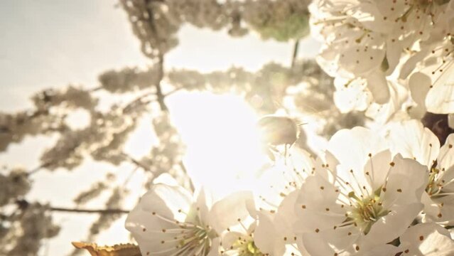 Closeup of european honey bee apis mellifera collecting nectar and pollen on large number of fastly visited white blooms pollinated by this work on early spring without any green leaf on the tree.
