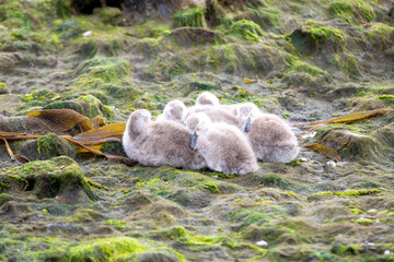Flying steamer duck (Tachyeres patachonicus) ducklings.  Falkland Islands.