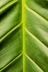 Green Philodendron leaves texture, Nature background