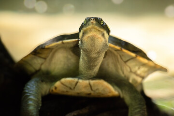 The Mary River turtle is an endangered species of short-necked turtle in the family Chelidae. The...