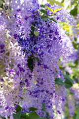 Purple wreath flower (Petrea volubilis) blossom in summer season, tropical flowers