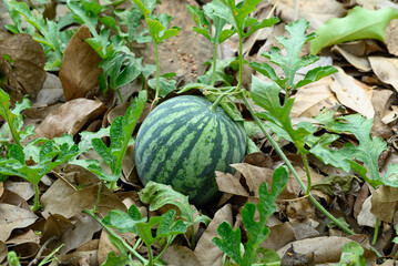 Watermelon plant growing in organic farm, Tropical fruits in summer season