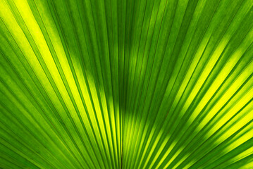 Obraz premium Green palm leaf with sunlight shade, Nature texture pattern background, tropical plant