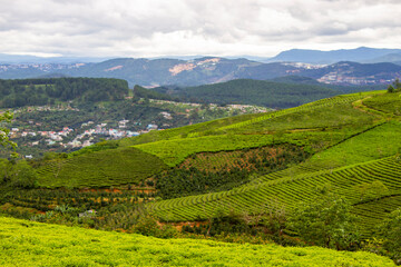 View Of Cau Dat Tea Plantation In Da Lat, Vietnam.