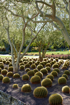 Desert garden with many cactus and warm weather trees and plants as a vertical image