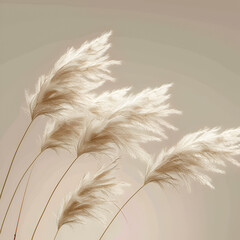 Abstract natural background of soft plants Cortaderia selloana Pampas grass on a blurry bokeh Dry reeds