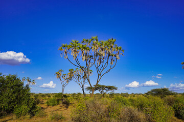 Doum palms in the background of a brilliant blue sky dot the savanna landscape of the vast Samburu...