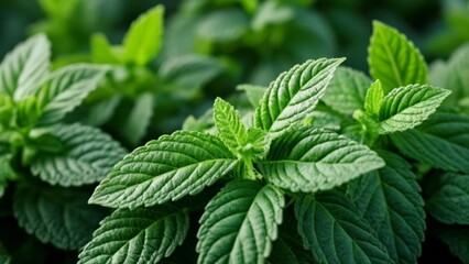  Fresh and vibrant mint leaves perfect for culinary or herbal use - obrazy, fototapety, plakaty