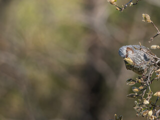 木の枝にとまるヒヨドリ