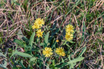 Yellow Ixeris chinensis flowers blooming on the side of the road.