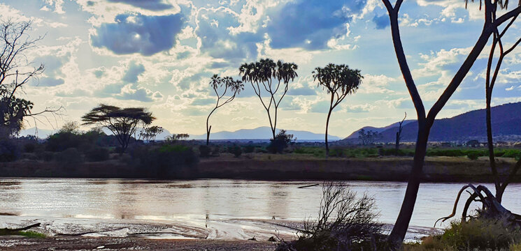 Silhouttes of Doum Palms,endemic to North kenya and found along the Ewaso Ngiro river are seen in this scenic vista at the Buffalo Springs Reserve in Samburu County, Kenya