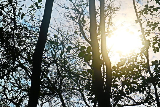 sun in the forest