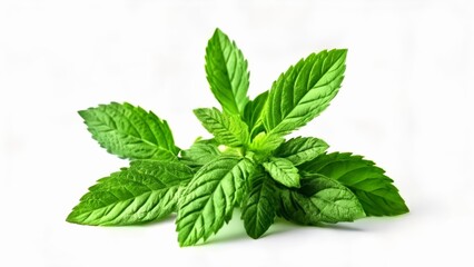  Fresh mint leaves ready to add zest to your culinary creations