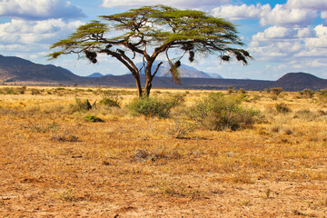 Acacia tree with weaver bird nests in the dry savanna of the Buffalo Springs Reserve in Samburu...