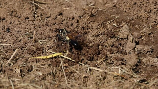 Wasp Digging and Carrying Soil