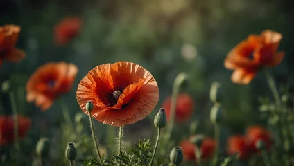 Foto auf Acrylglas red poppy flowers © zia