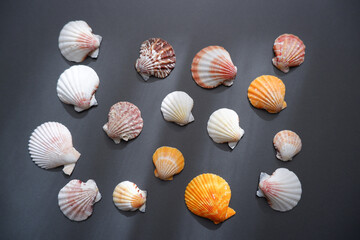 Simple Shells composition on dark background. Summer and ocean concept background. 