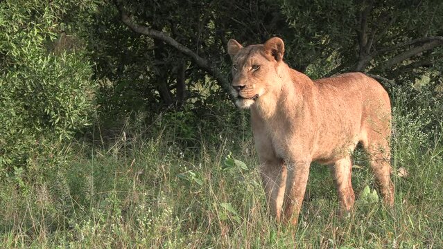 A lioness starts walking quickly through the bush from a standing position.