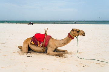 Camel sitting on the white sand at beach in Diani Beach - Galu Beach in Kenya, Africa