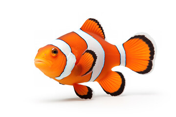 Clown fish on a white background. Undersea animals. Illustration, Generative AI.