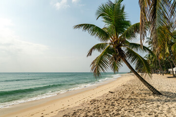 palm tree diani beach kenya