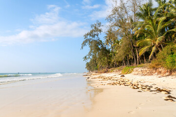 Paradise beach with white sand and palms, Kenya. tall coconut palms grow on a sandy beach near the...