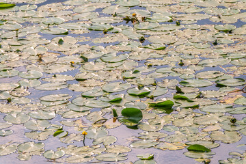 Yellow water lily flower, Nuphar lutea, blooming yellow among the green leaves on the water of the lake
