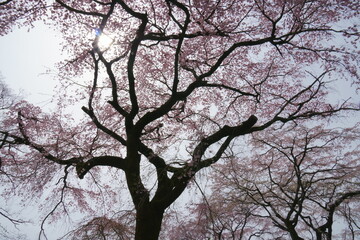 ピンクの桜