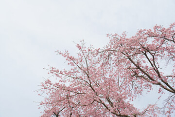 ピンクの桜